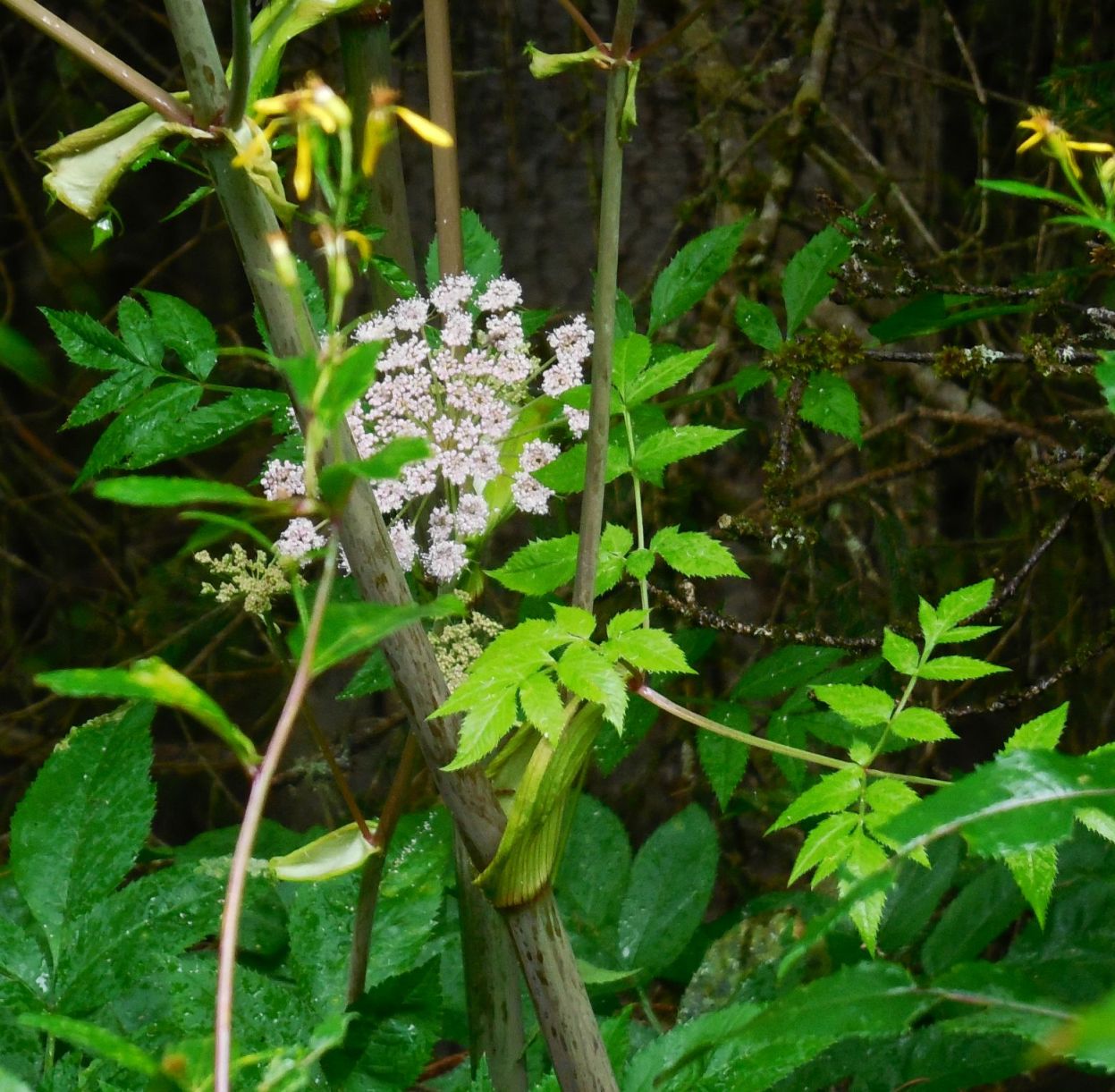 ombrellifera - Angelica sylvestris